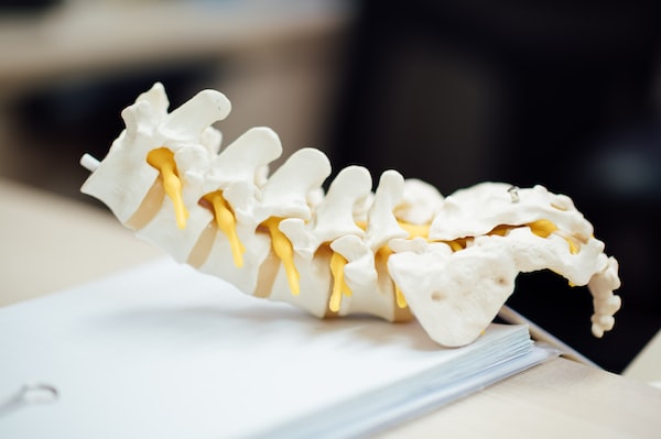 Anatomical model of a spine at a chiropractor's office
